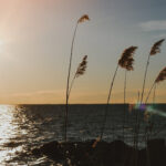 Sway: Chapter 6